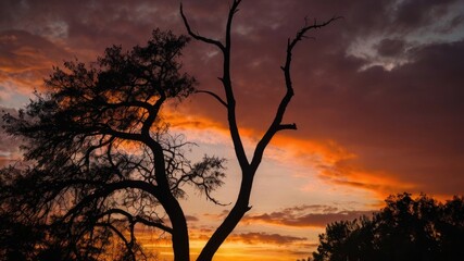 Fototapeta premium The fiery glow of a sunset behind a silhouette of trees 