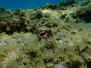 Sea snail trunculus murex or banded murex, trunk murex, banded dye-murex (Hexaplex trunculus) undersea, Aegean Sea, Greece, Halkidiki, Afytos beach