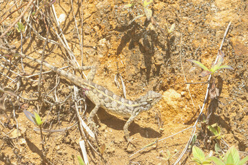 A lizard from srilanka