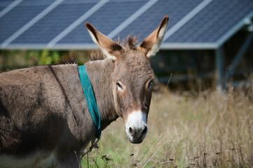 A brown donkey with tall ears standing in a green field. The blurred background enhances the focus on the donkey's face and expression.