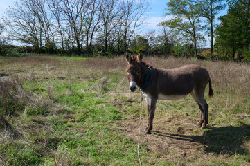A donkey stands in a green field on a sunny day. Trees and grass are visible in the background, creating a peaceful rural scene