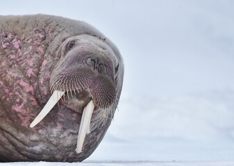 A Walrus lay on snow, head only looking at the camera.