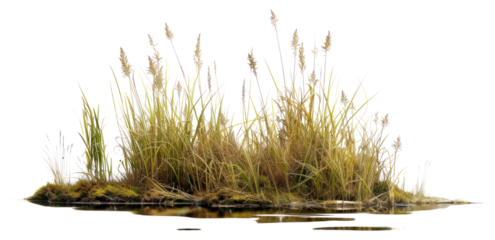 PNG Land outdoors wetland nature.