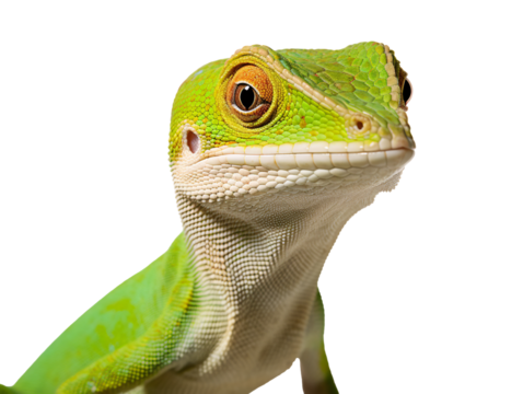 a close up of a lizard