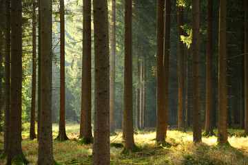 Obraz premium A fir forest in Vogtland, Saxony, Germany, with towering trees and lush greenery. This tranquil landscape offers a glimpse into the region's rich natural beauty and biodiversity.