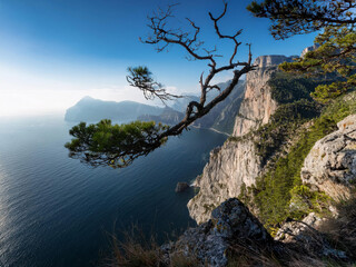 Obraz premium tree on the rocks