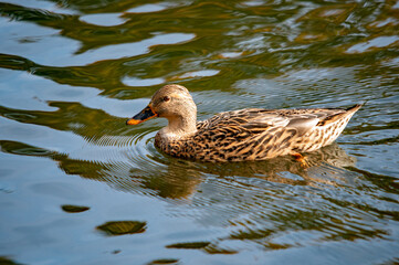 Stockente auf spiegelndem Wasser, im Sonnenlicht glitzernd