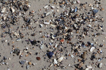 Close-Up of Colorful Sea Shells and Pebbles on Wet Sand