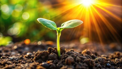 Bean sprout growing in sunlight, low angle shot