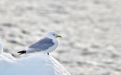 One Kittiwake bird, perched on an iceberg in the Arctic.