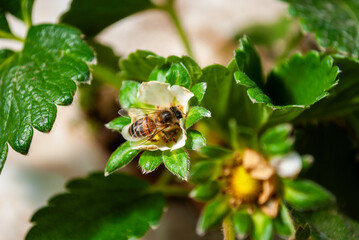 bee on a flower