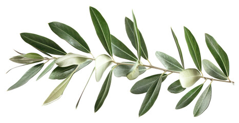 PNG  Olive branch plant herbs leaf.