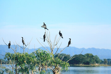 the birds are drying in the sun on the lake