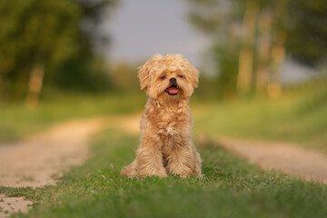 Cute dog of Maltipu breed in the park. A small dog playing on the green grass.