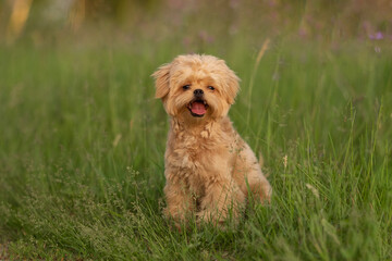 Cute dog of Maltipu breed in the park. A small dog playing on the green grass.
