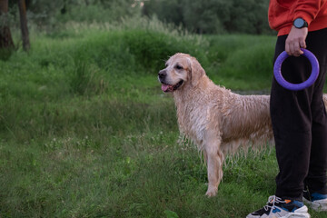 A happy dog playing with a ring toy by the river. The owner walks with a golden retriever in nature