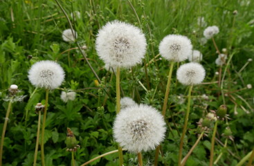 fluffy white seed heads of dandelions in the lawn in springtime, blowballs or dandelion clocks