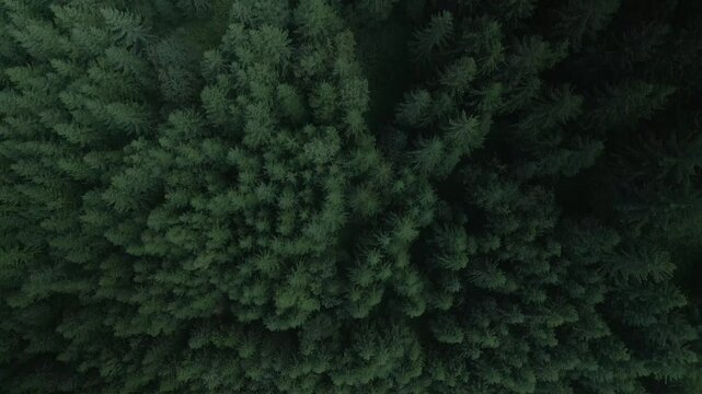 Green pine tree coniferous forest aerial top down view. Dramatic nature background. Travel destination. Beautiful wild landscape. Summer vacation, outdoor tourism. Cinematic drone 4k shot