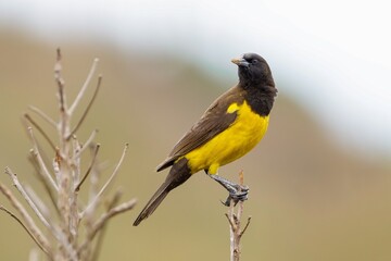 Yellow-rumped marshbird 