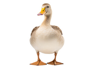 Fototapeta premium a duck with a yellow beak