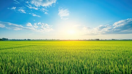 Vibrant Green Rice Field Under Blue Sky