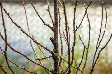 selective shot bare branches of a tree in winter