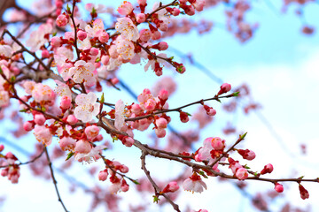 Beautiful pink delicate spring flowers, sky. Tendeness,softness
