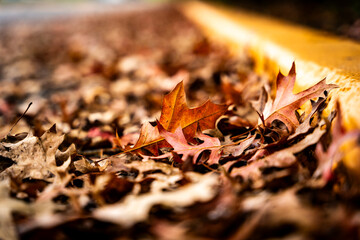 Autumn leaves on the ground