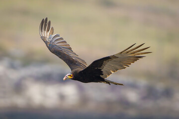 Lesser yellow-headed vulture 