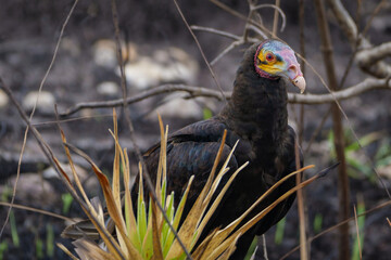 Lesser yellow-headed vulture 