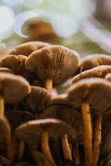 Pilzlamellen von unten