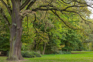 Majestic old oak tree in a peaceful park with lush green grass and forest backdrop on a calm autumn day. Concept of nature, tranquility and outdoor scenery
