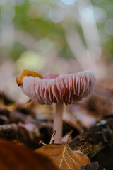 Nacktschnecke auf giftigem Rosaroten Helmling im Wald
