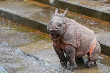 Naklejka premium Indian rhinoceros calf