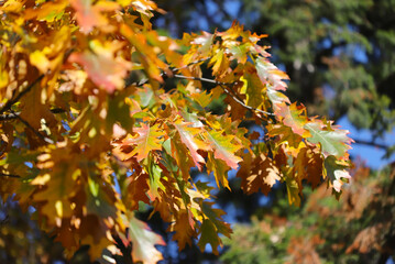 Autumn leaves on the tree