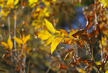 Obraz premium Autumn leaves on the tree
