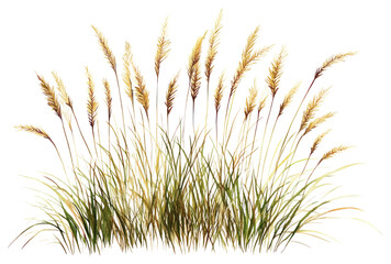 Fototapeta premium PNG Ornamental Grasses grass illustration plant.