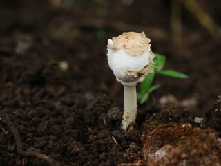 Detail photo of a single small mushroom growing in a garden