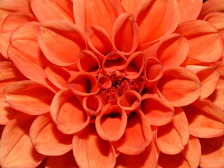 Closeup on orange coloured dahlia columbine flower