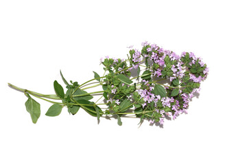 Origanum vulgare sweet marjoram plant flowering purple flowers isolated on white background