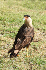 The crested caracara Caracara plancus sitting on the ground