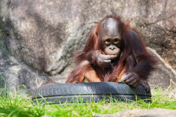 orangutan baby © redpandian