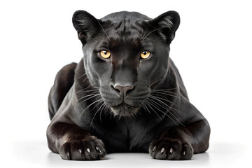 Fototapeta premium Black Panther on White Background. 
