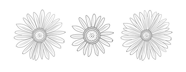 Isolated black white stroke outline daisy camomile set illustration. Flower petal blossom for love, gardening, peace, summer, spring concept.