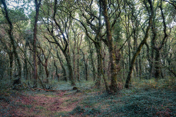 Stylized young oak trees covered with ivy