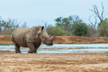 Rhino exploring the tranquil waters of a national park in Eswatini during a serene afternoon