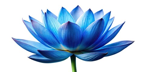 blue lotus flower on white background