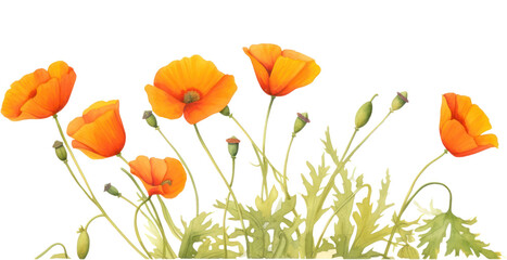 Obraz premium PNG Flower poppy plant petal.