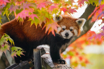 red panda and red leaves © redpandian
