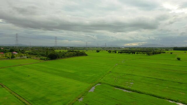 Aerial landscape of vibrant green rice fields under cloudy skies, with power lines and distant mountains on the horizon.
